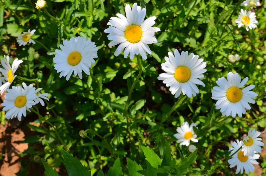 Leucanthemum maximum seed