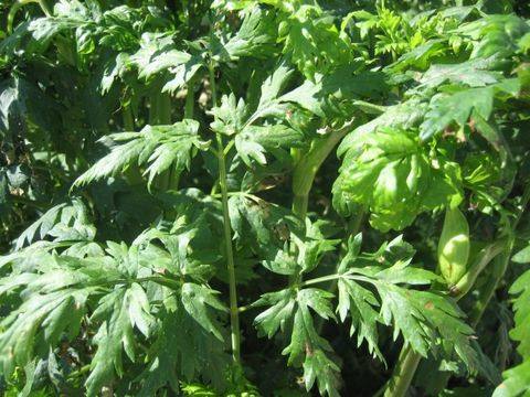 Ligusticum jeholense seed