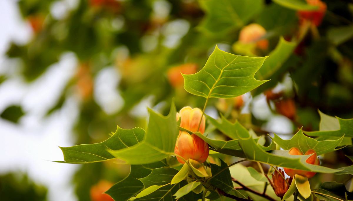 Liriodendron chinense seed