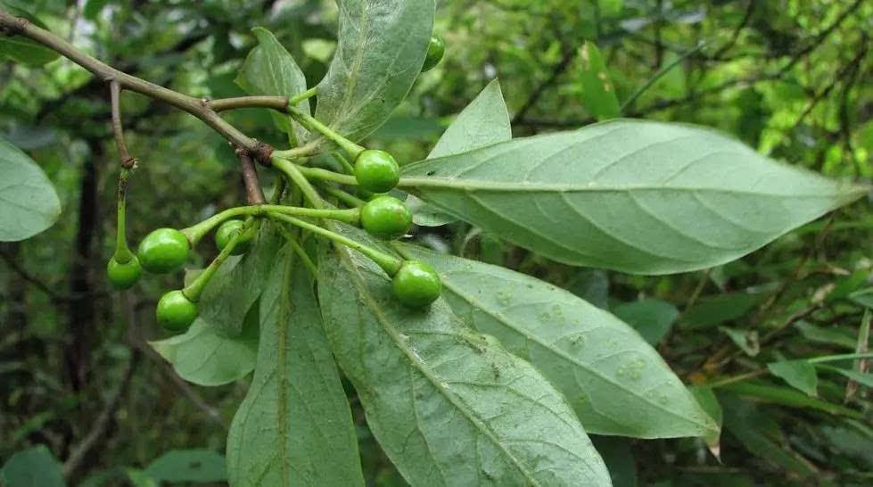 Litsea tsinlingensis seeds