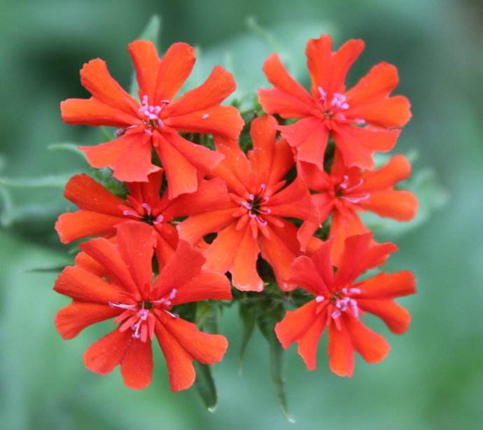 Lychnis fulgens seed