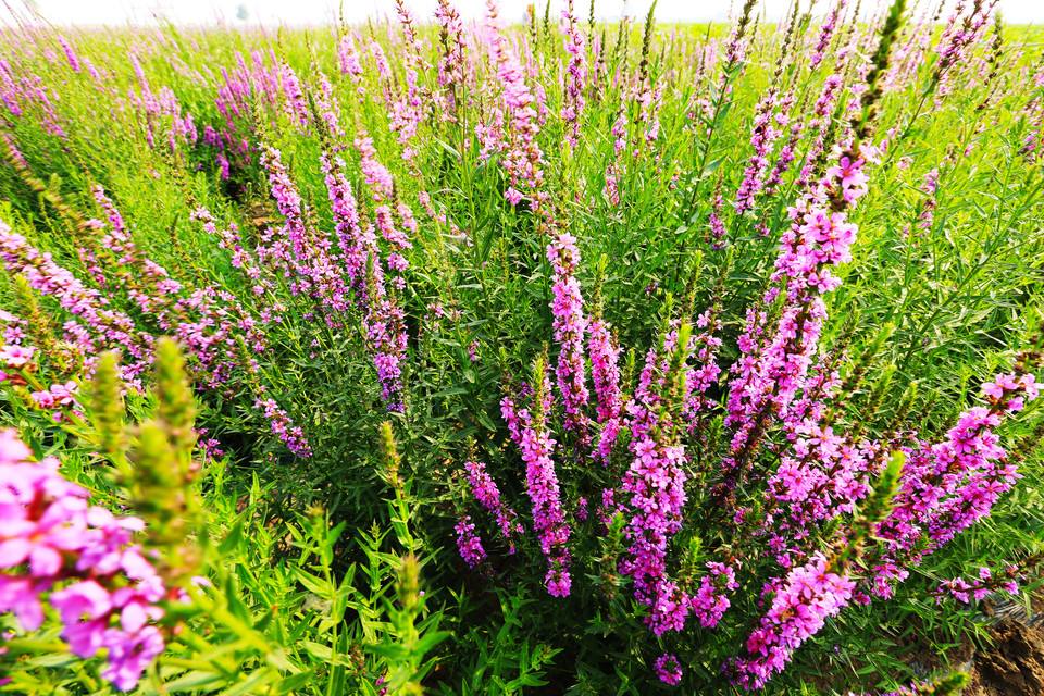 Lythrum salicaria seed