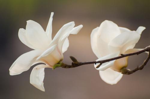 Magnolia denudata seed