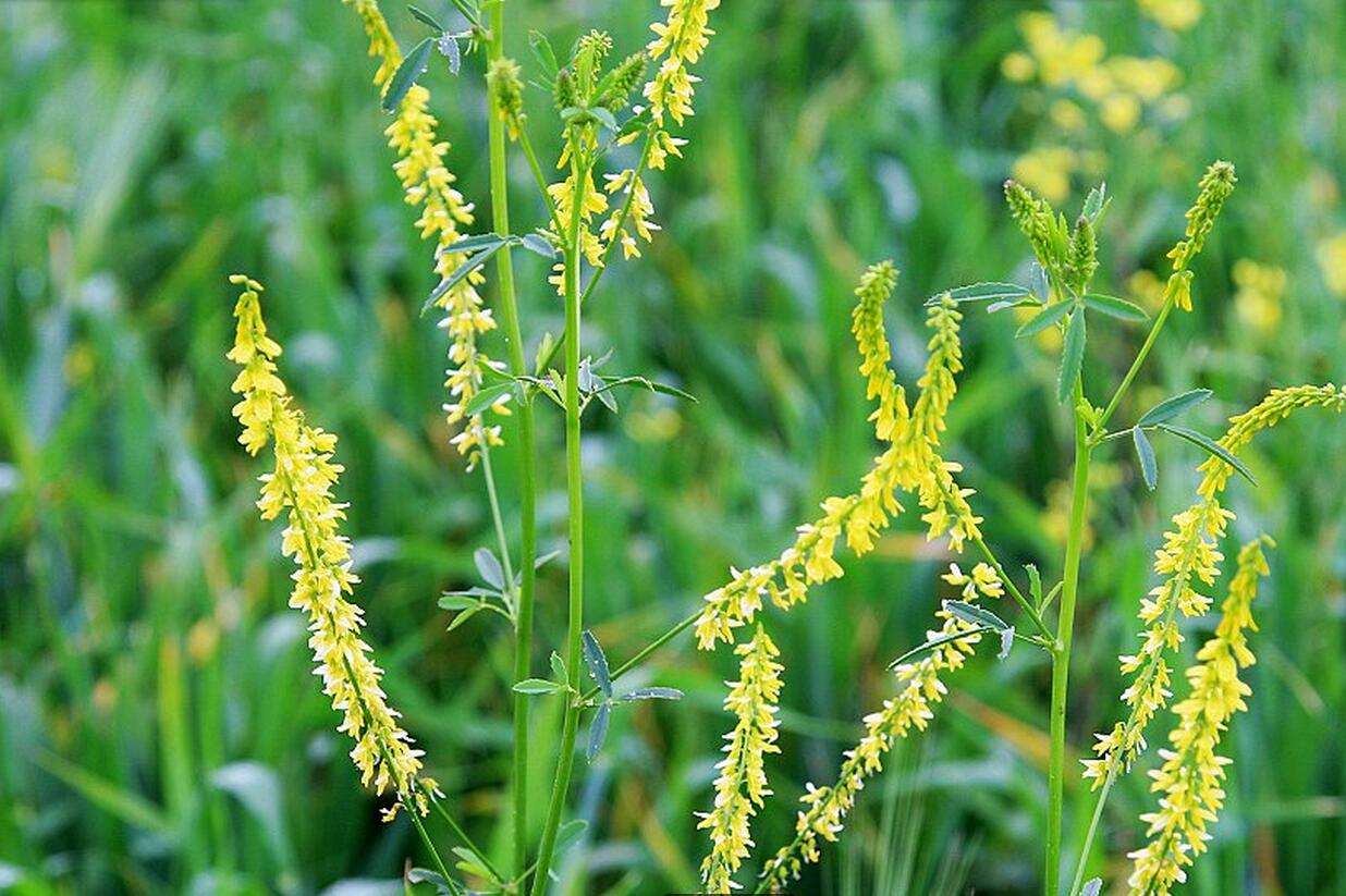 Melilotus suaveolens seed