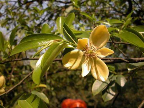 Michelia chapensis seed