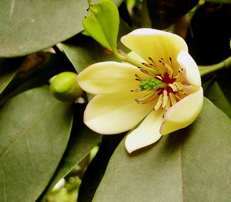 Michelia macclurei seed