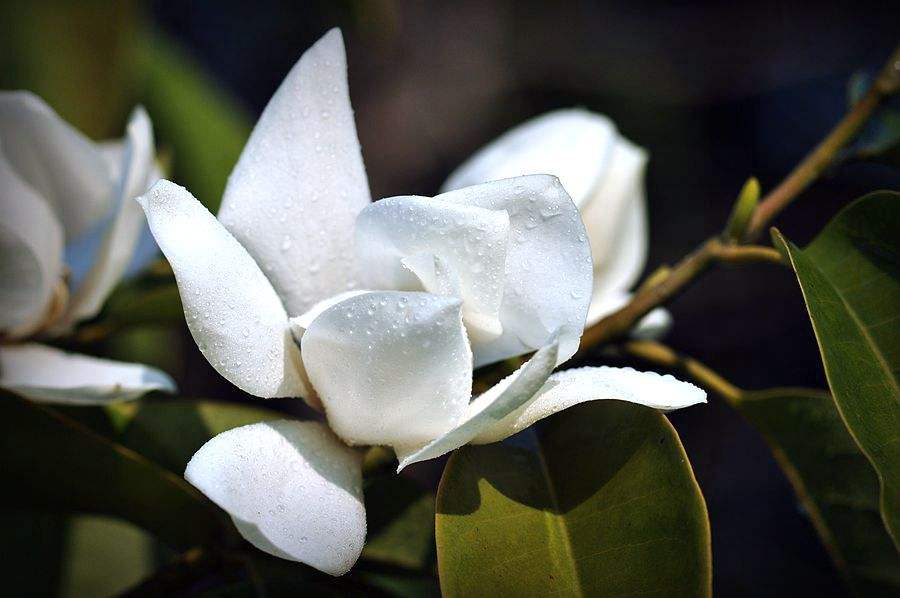 Michelia maudiae seed