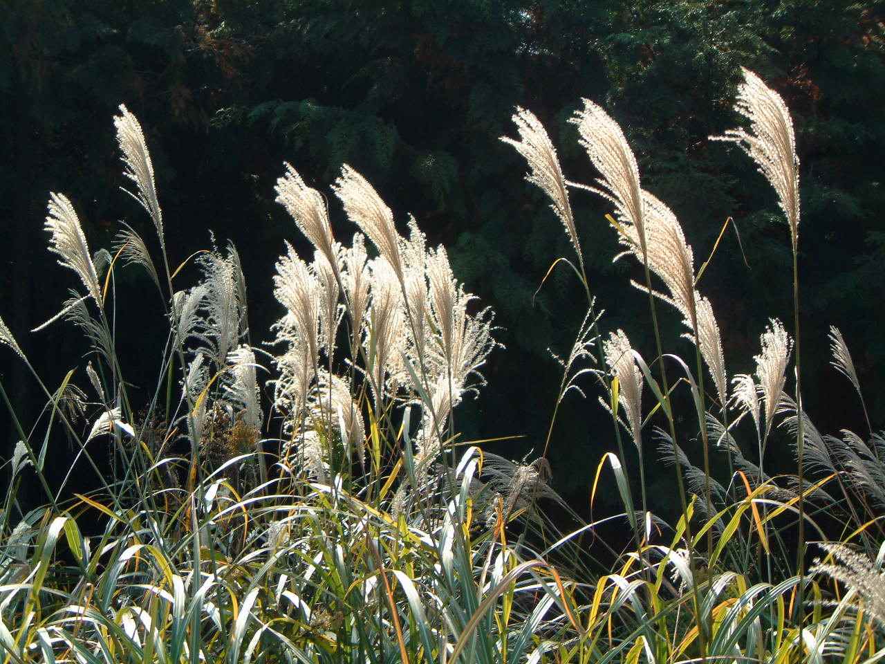 Miscanthus sinensis seed