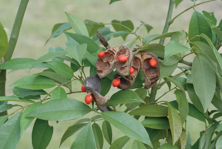 Ormosia hosiei seed