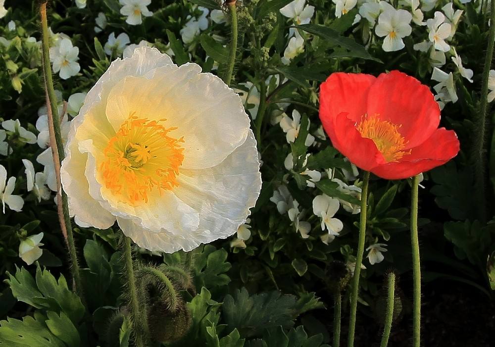 Papaver nudicaule seed