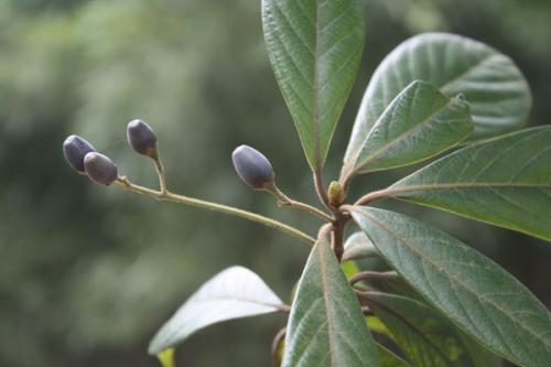 Phoebe chinensis seed