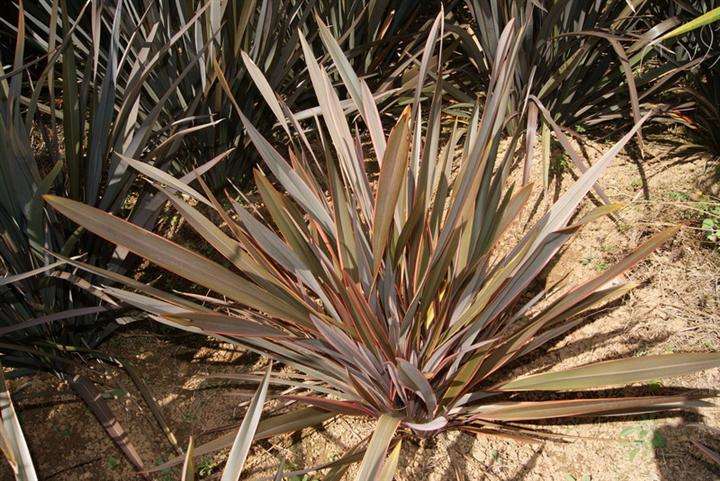 Phormium tenax seed