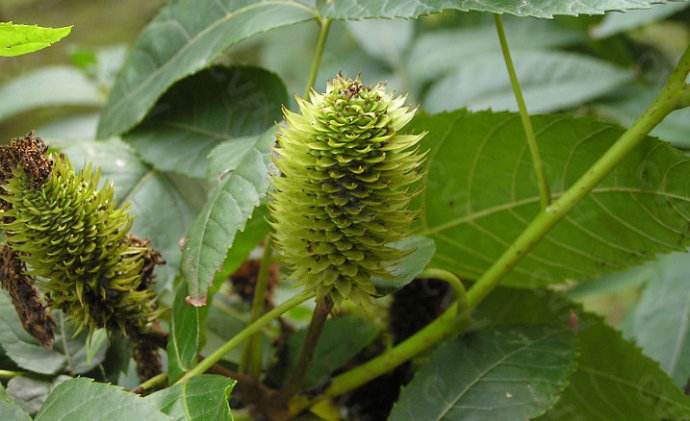 Platycarya strobilacea seed