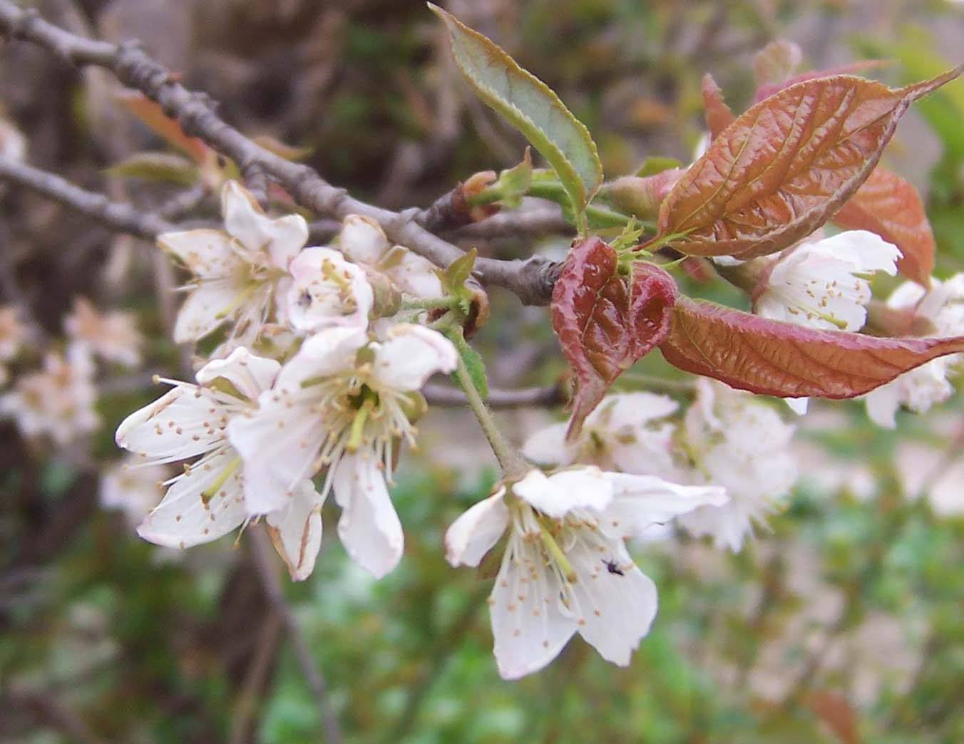 Prunus prostrata seed