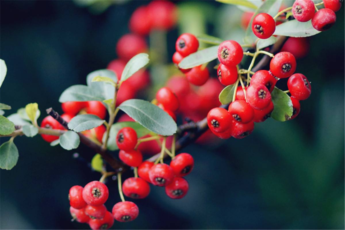 Pyracantha crenatoserrata seed