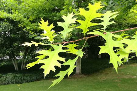 Quercus texana seed