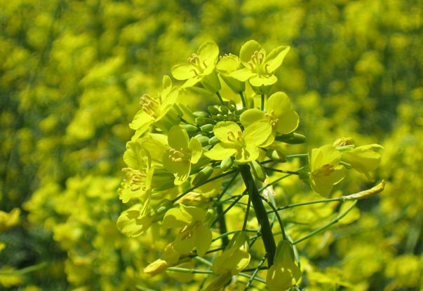 Rapeseed seed Brassica napus