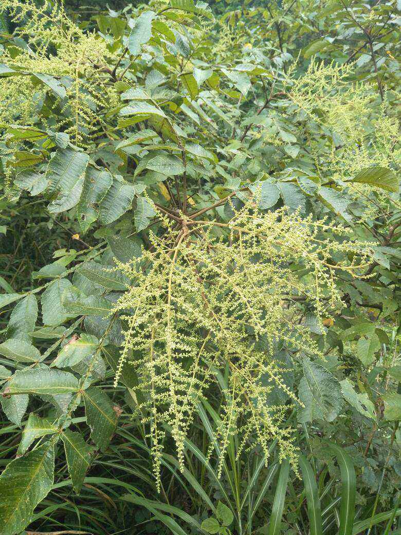 Rhus chinensis seed