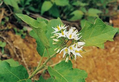 Solanum deflexicarpum seed