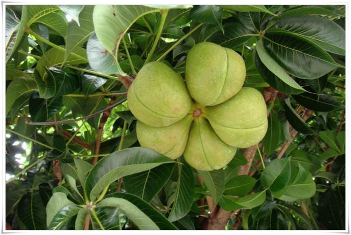 Sterculia foetida seed