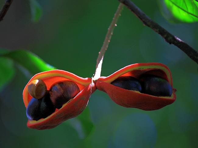 Sterculia monosperma seed