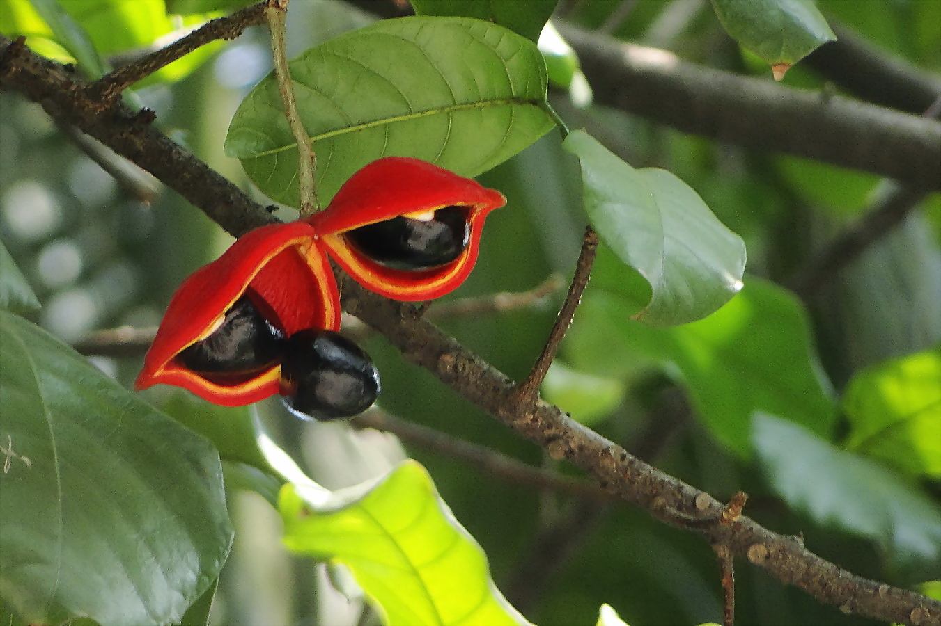 Sterculia monosperma seed