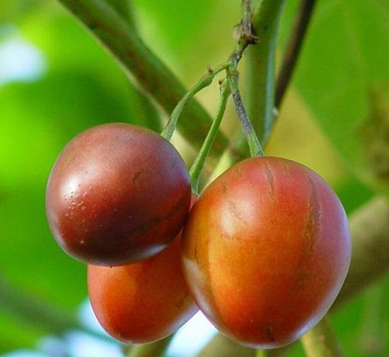 Tamarillo seed