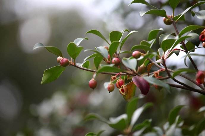 Ternstroemia gymnanthera seed