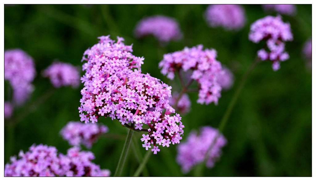 Verbena bonariensis seed