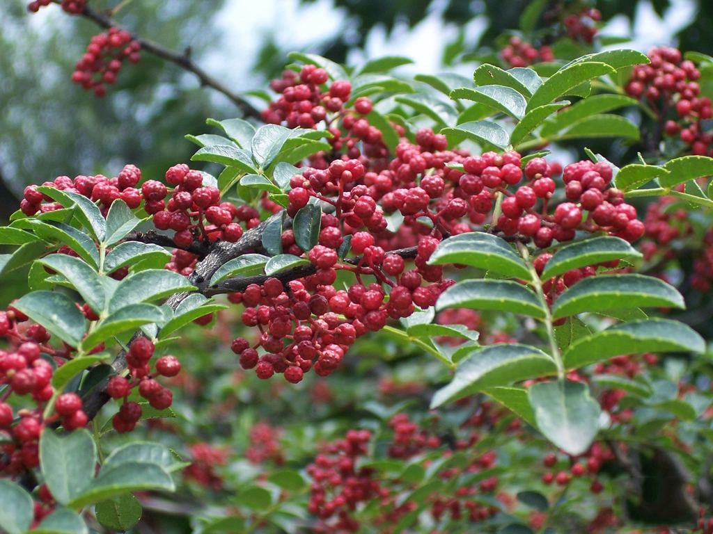 Zanthoxylum bungeanum seed