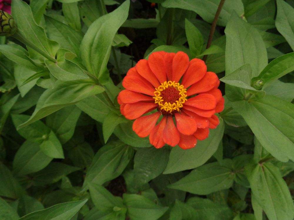 Zinnia elegans seed