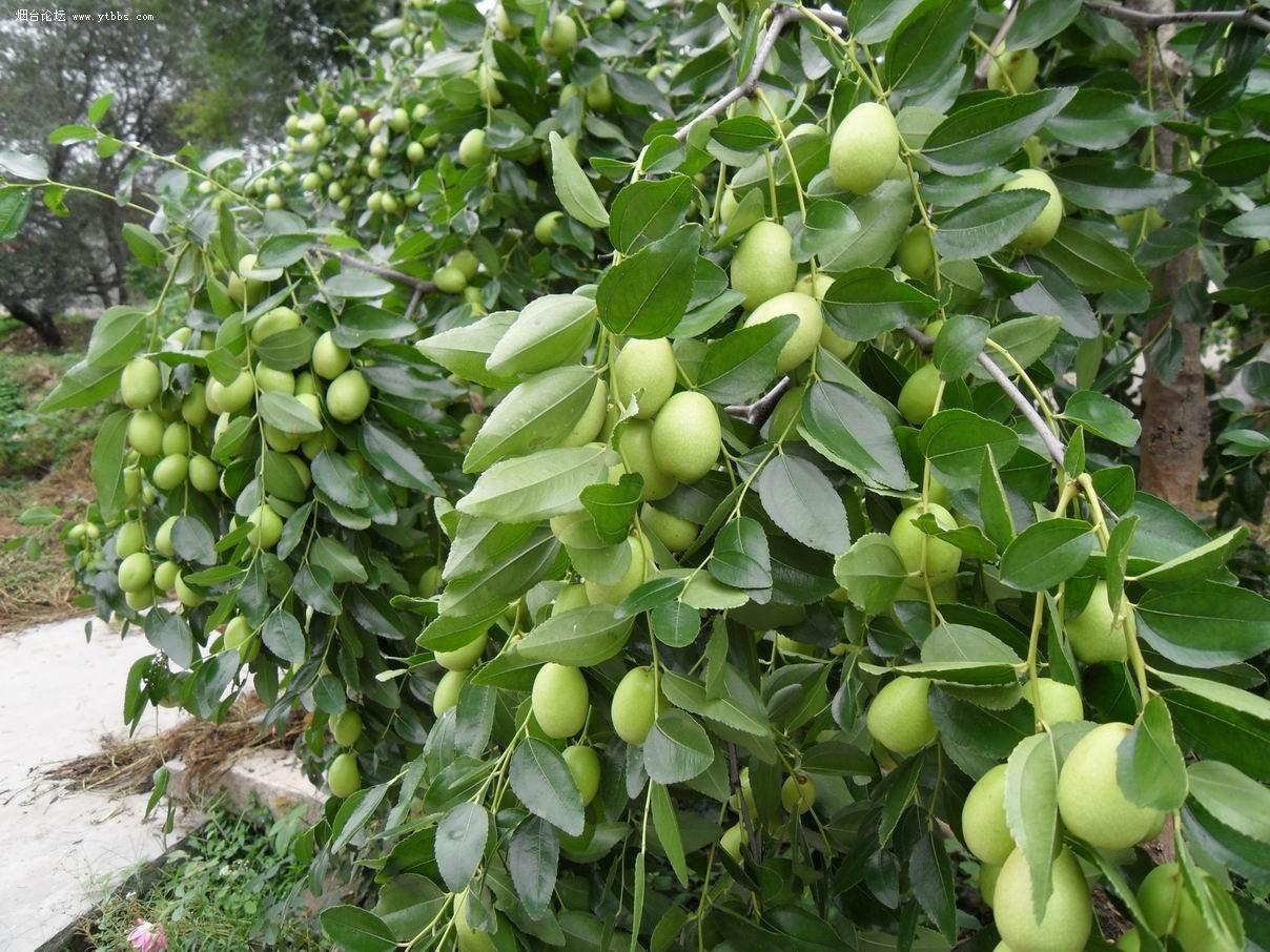 Ziziphus mauritiana seed