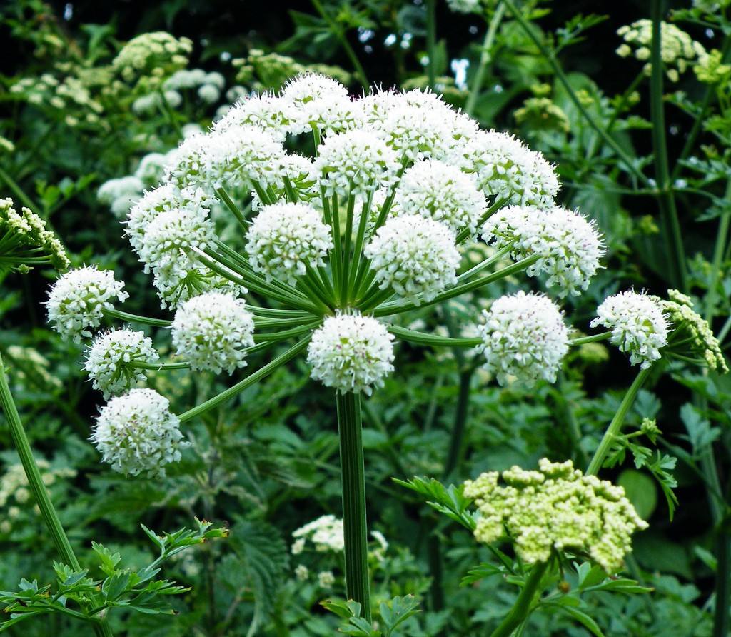 Angelica archangelica seed