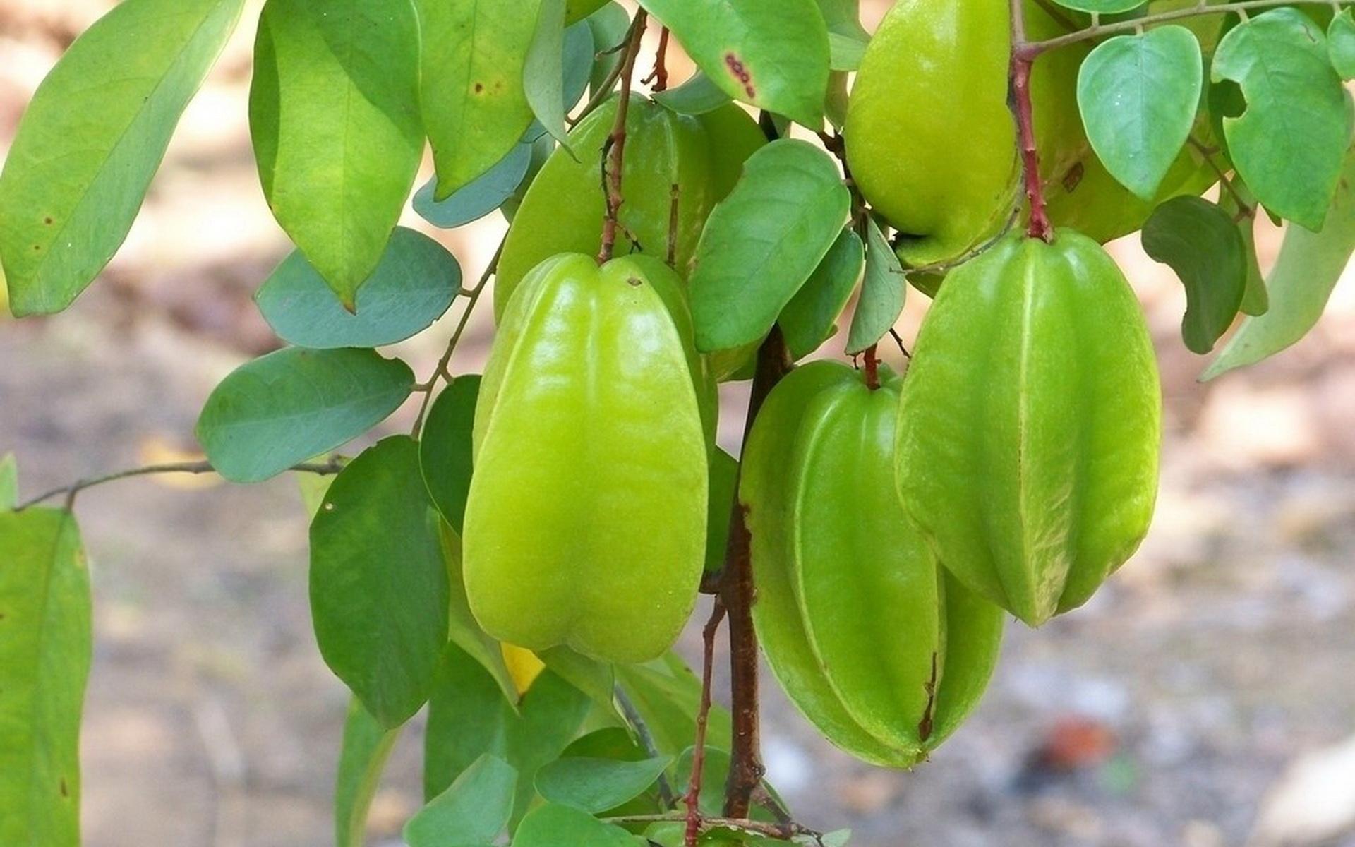 Averrhoa carambola seed