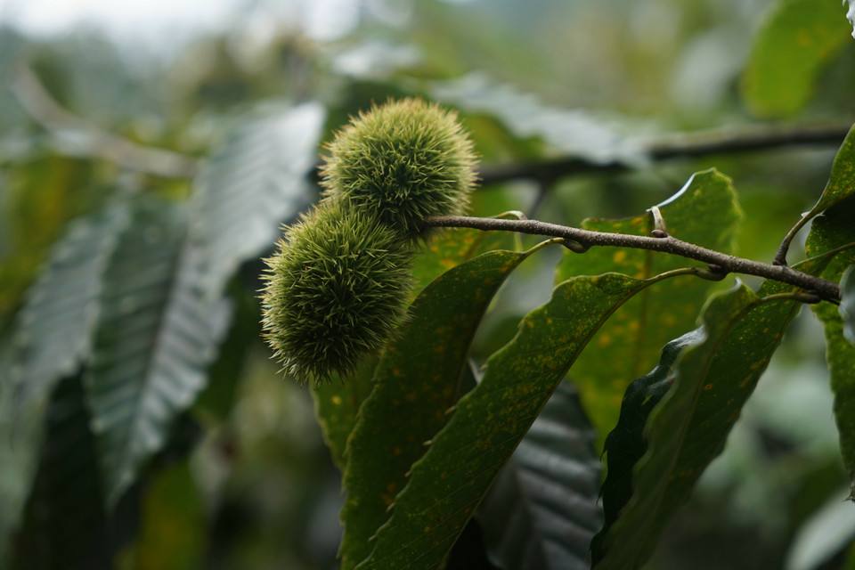 Castanea henryi seed