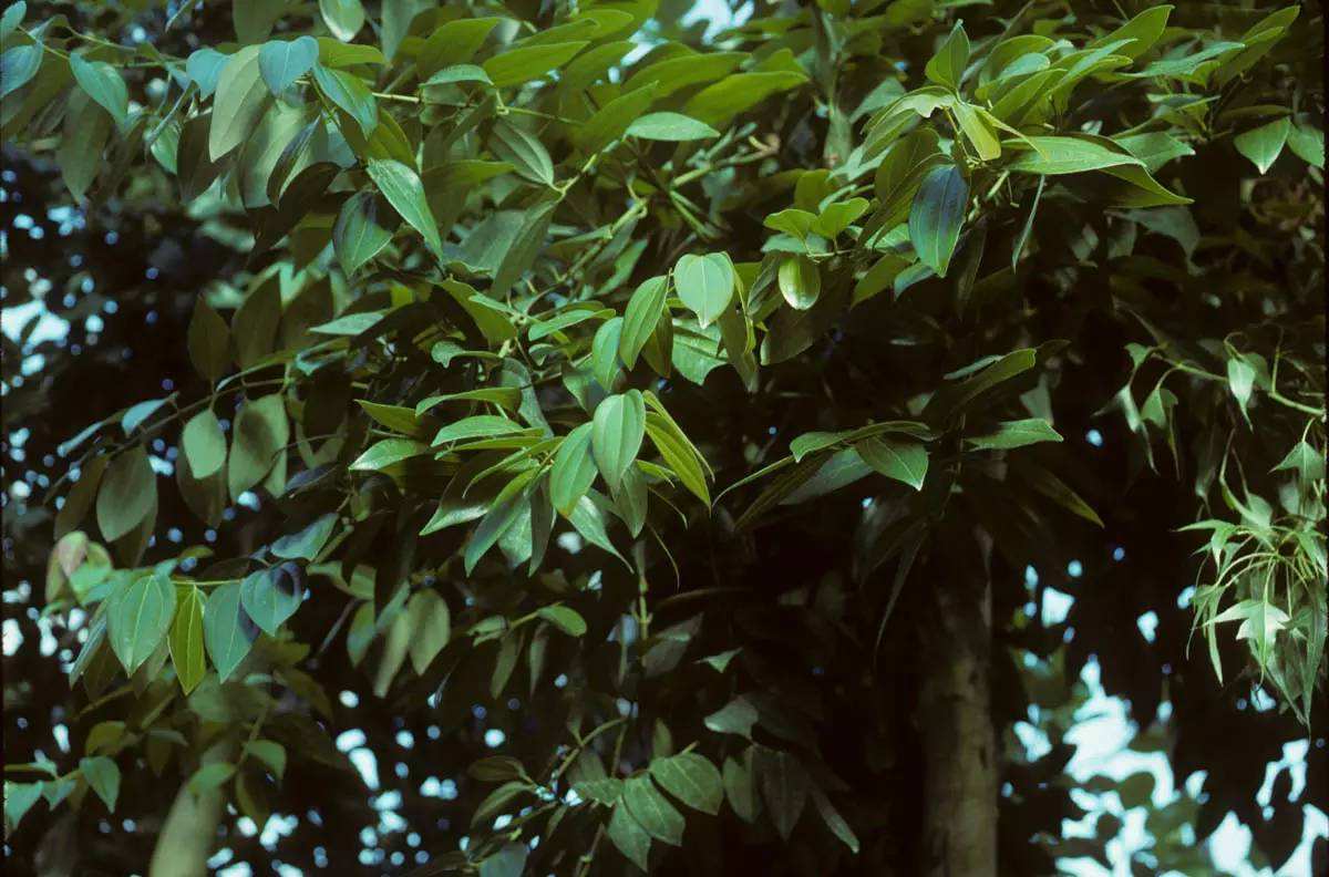 Ceylon Cinnamon seed