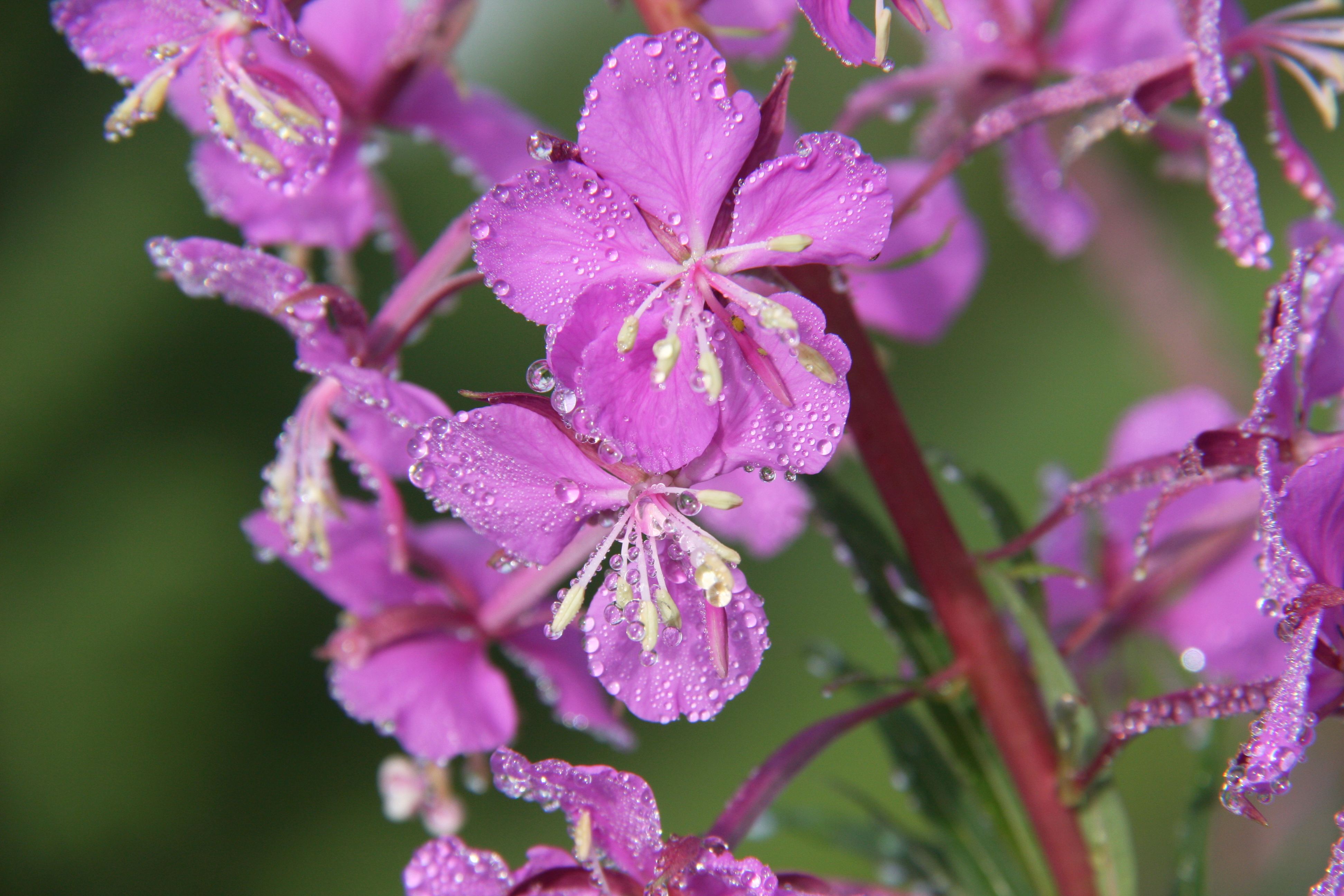 Chamaenerion angustifolium seed