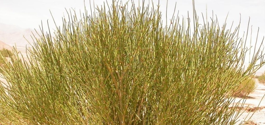 Ephedra major seed