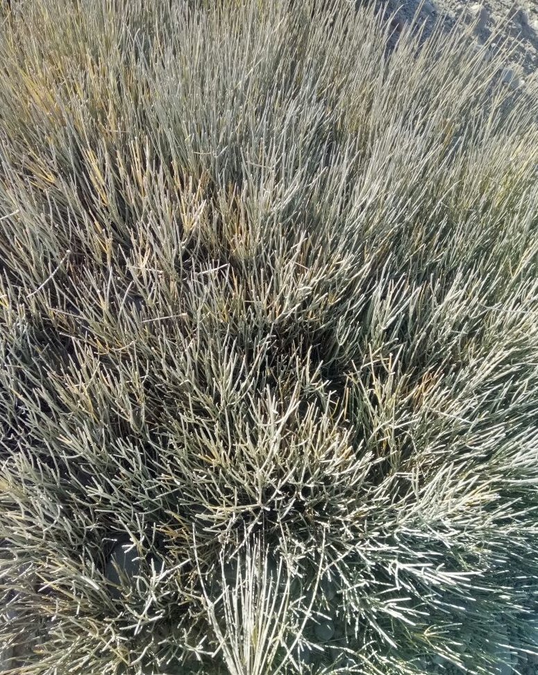 Ephedra nevadensis seed