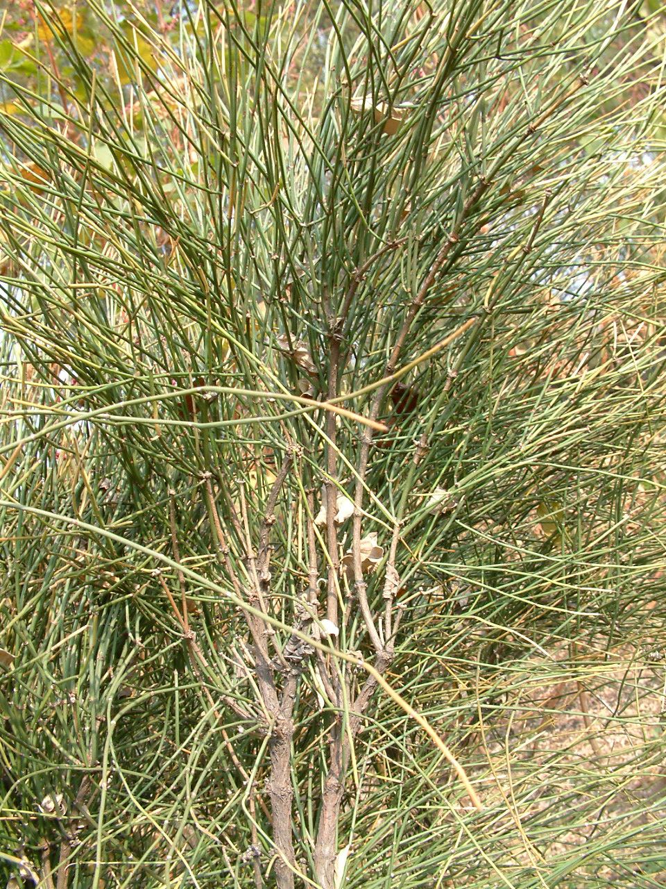 Ephedra viridis seed