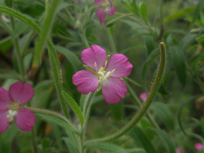 Epilobium hirsutum seed