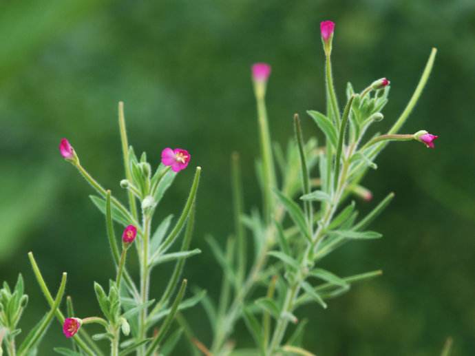 Epilobium parviflorum seed