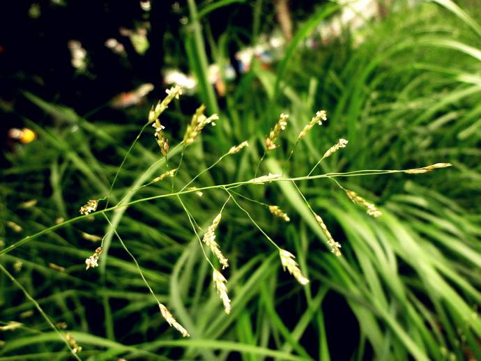 Eragrostis minor seed