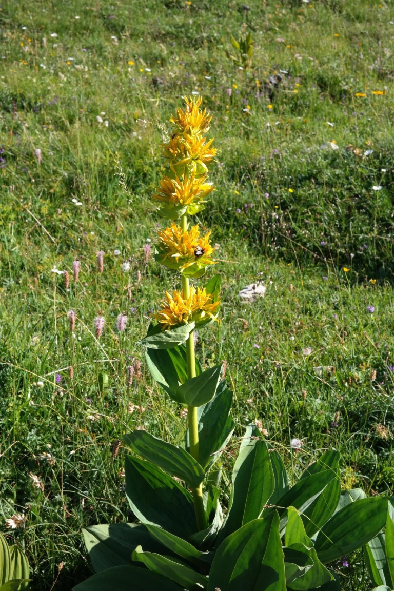 Gentiana Lutea seed BELL Garden Company,Wholesale Plant seeds,Alive