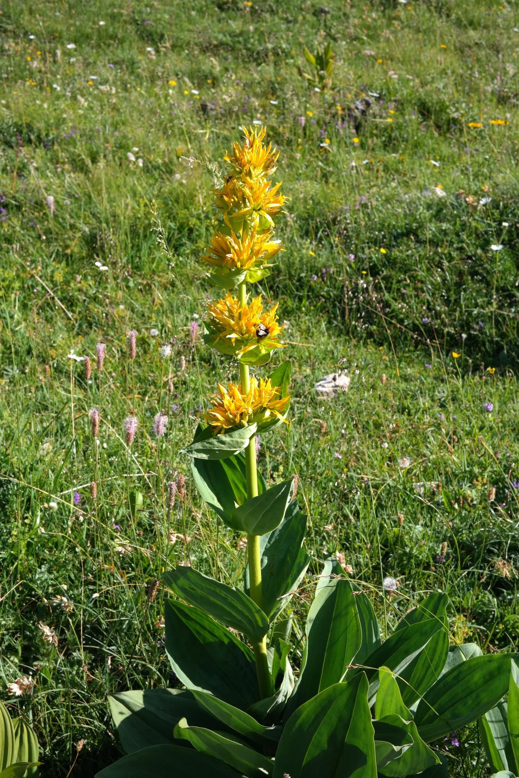 Gentiana Lutea seed