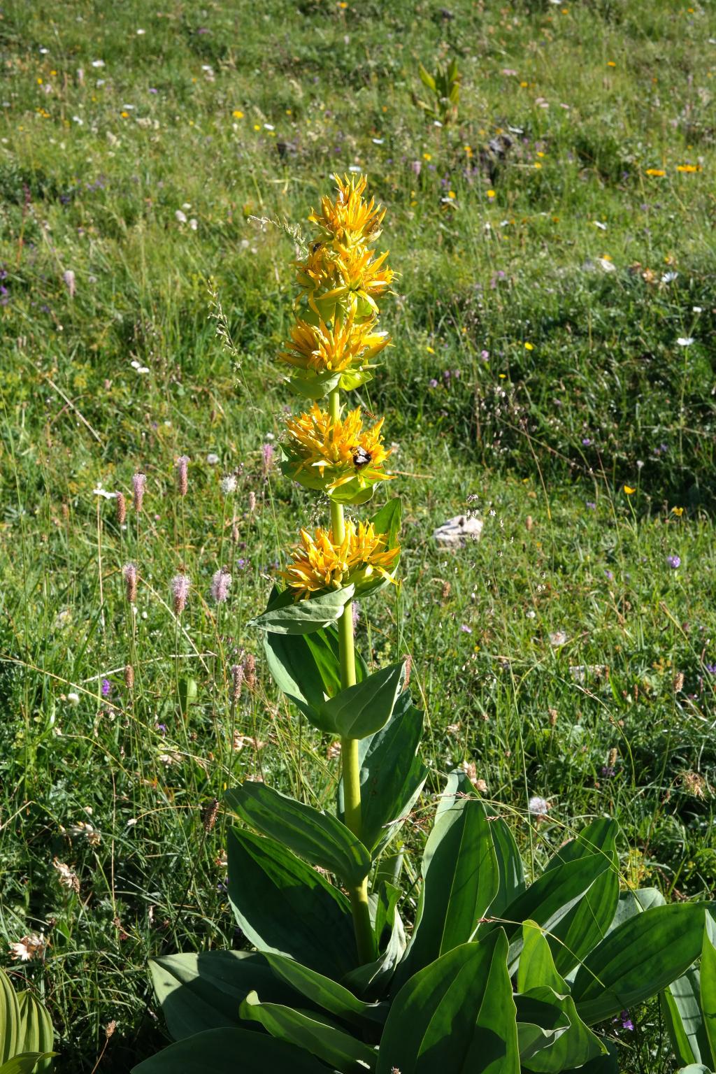 Gentiana Lutea seed