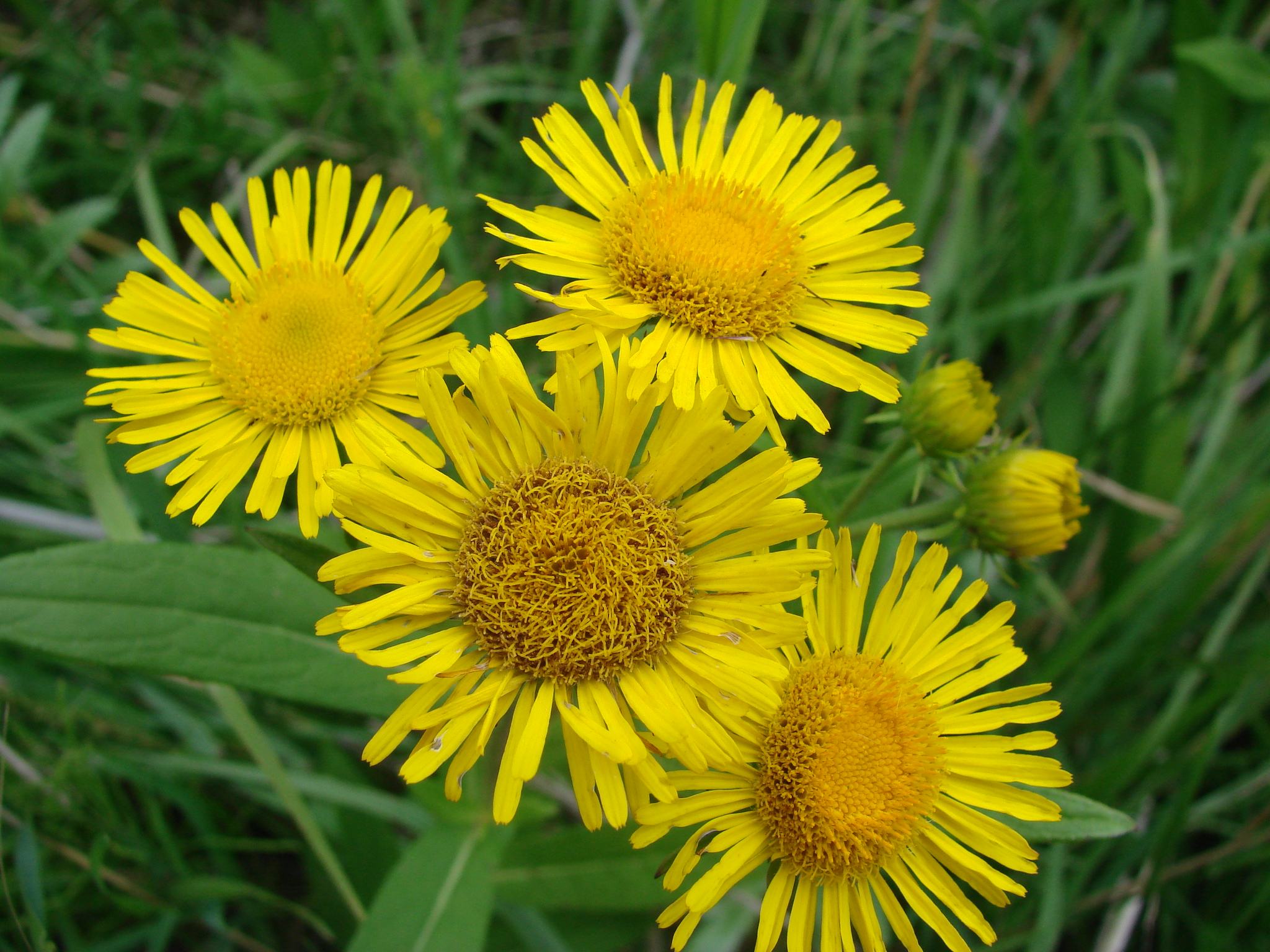 Inula salicina seed