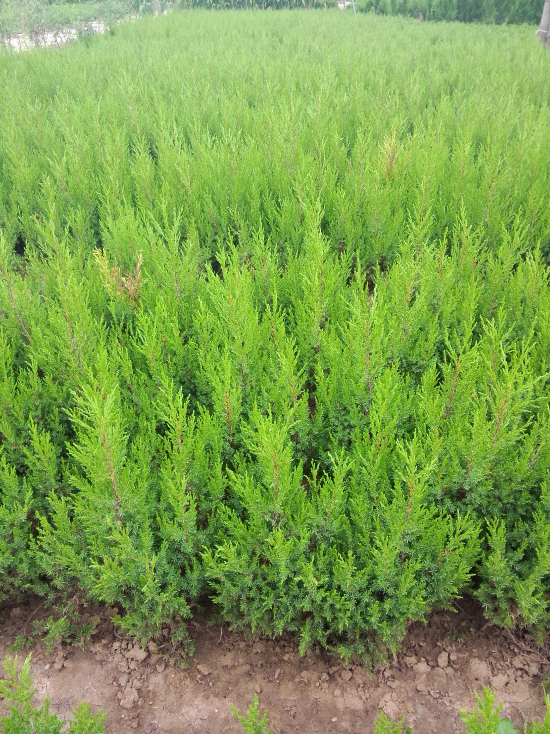 Leyland cypress seed