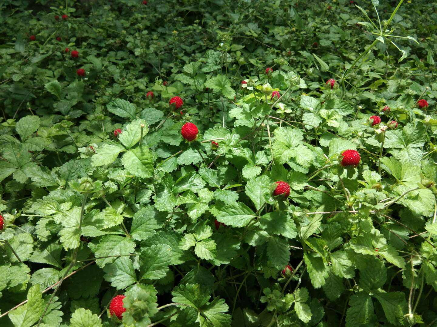 Mock strawberry seed