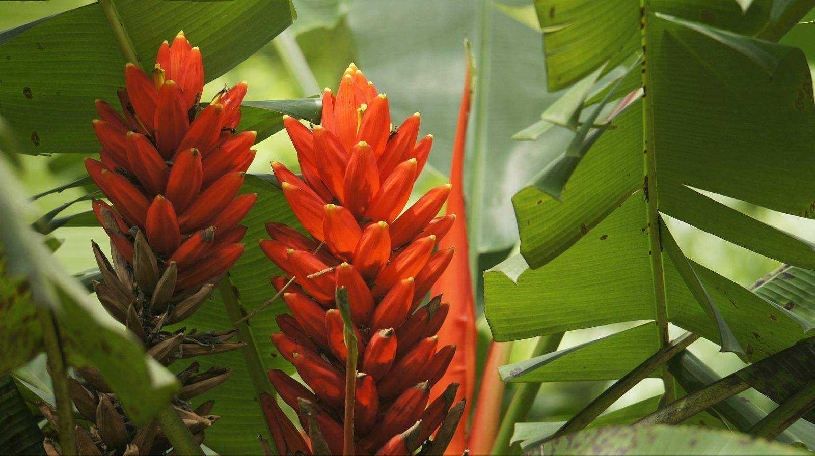 Musa coccinea seed